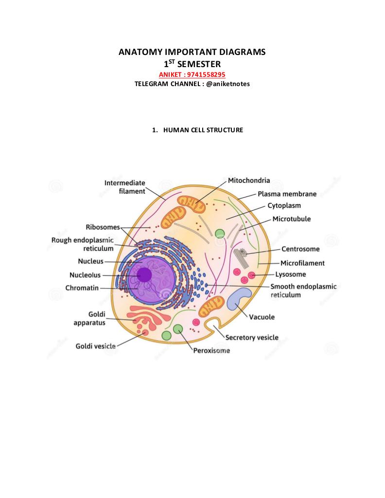 ANATOMY IMPORTANT DIAGRAMS 1ST SEM