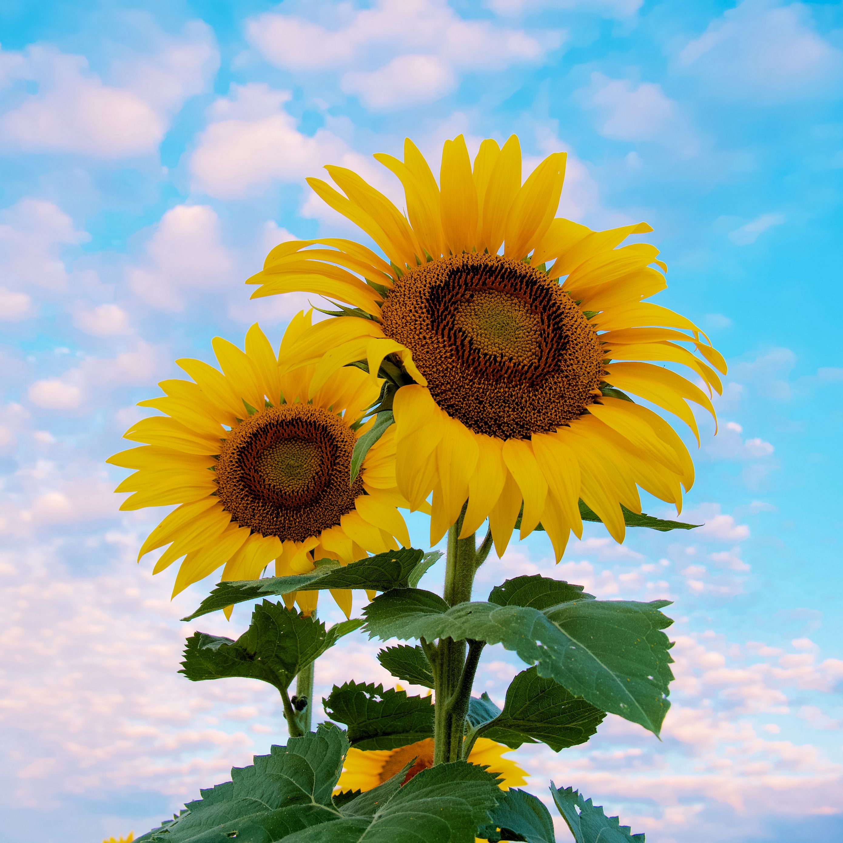 Preview of Introduction to programming in C 