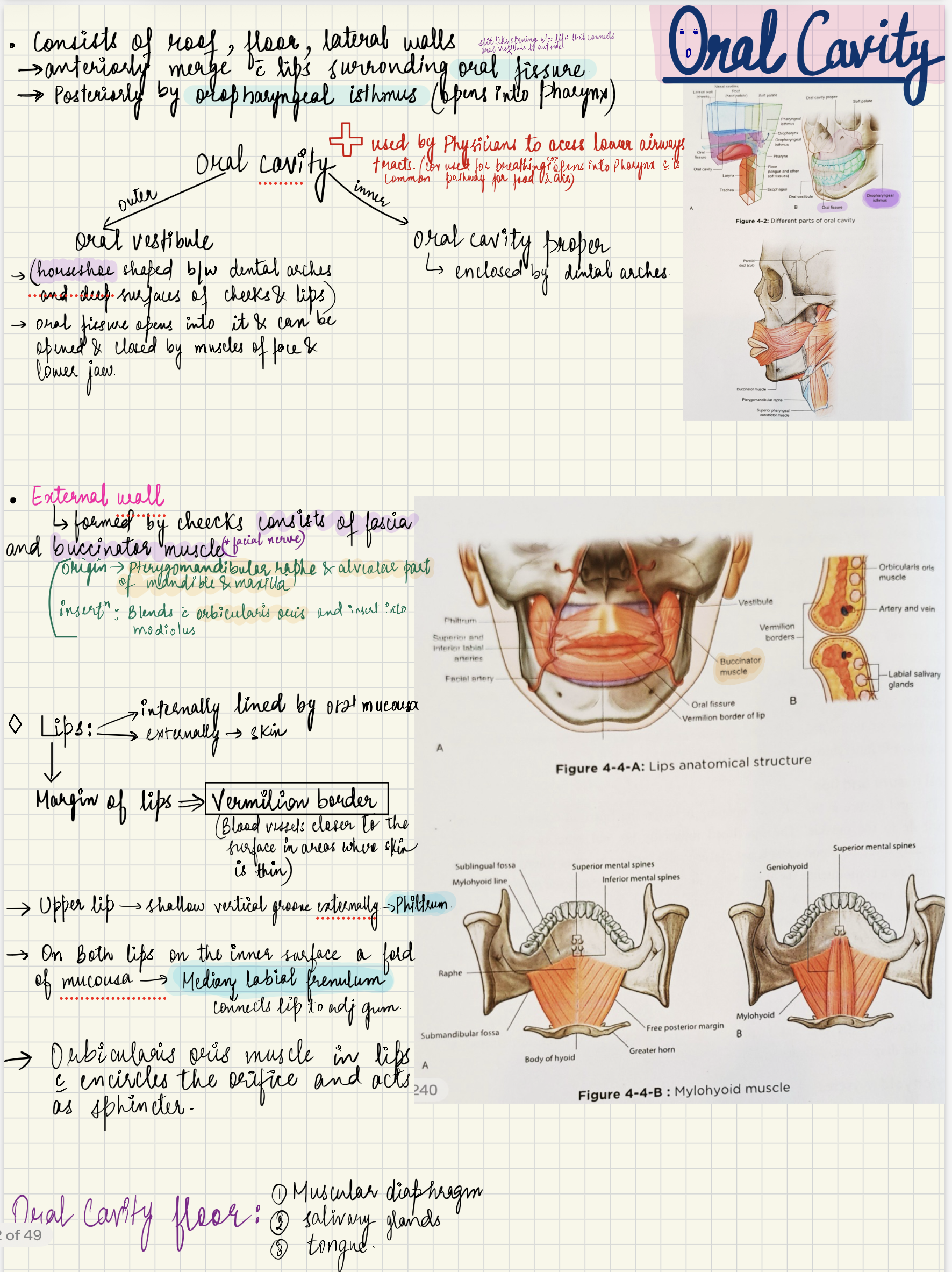 Preview of Digestive anatomy notes with diagrams