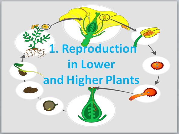 Preview of 12th Biology Chapter No. 1 Power Point Presentation
