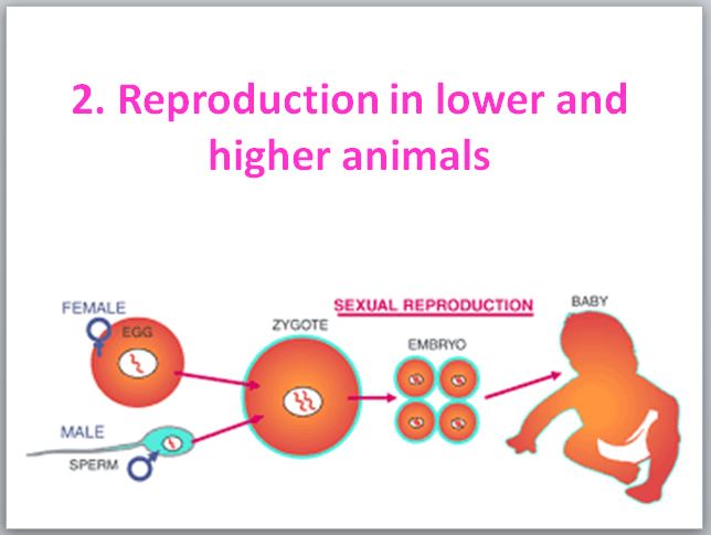 Preview of 12th Biology Chapter No. 2 Power Point Presentation